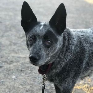 Meet your Posher, Theresa